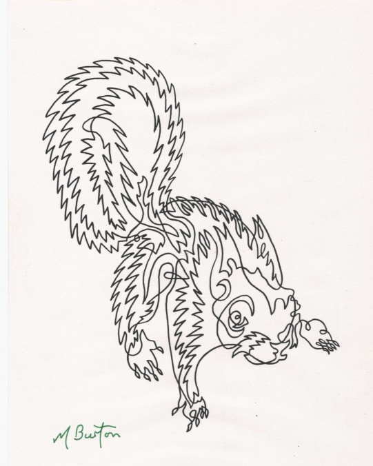 Continuous line squirrel from 1970, with shimmering effect of fur. Mick Burton, Leeds artist.