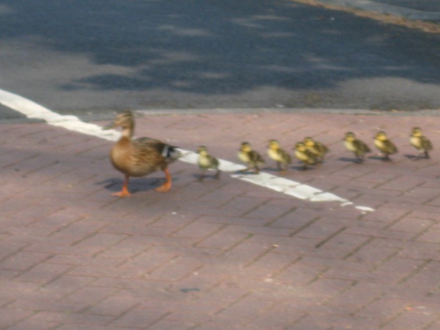 Mallard Mum and eight ducklings crossing the road in front of a waiting car in Gledhow Valley. Photo Mick Burton, continuous line artist.